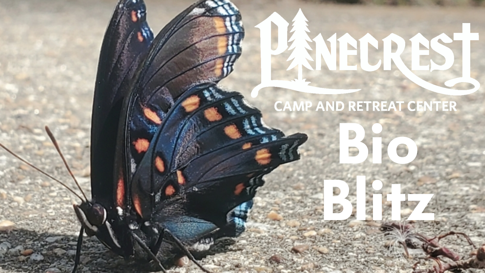 BioBlitz